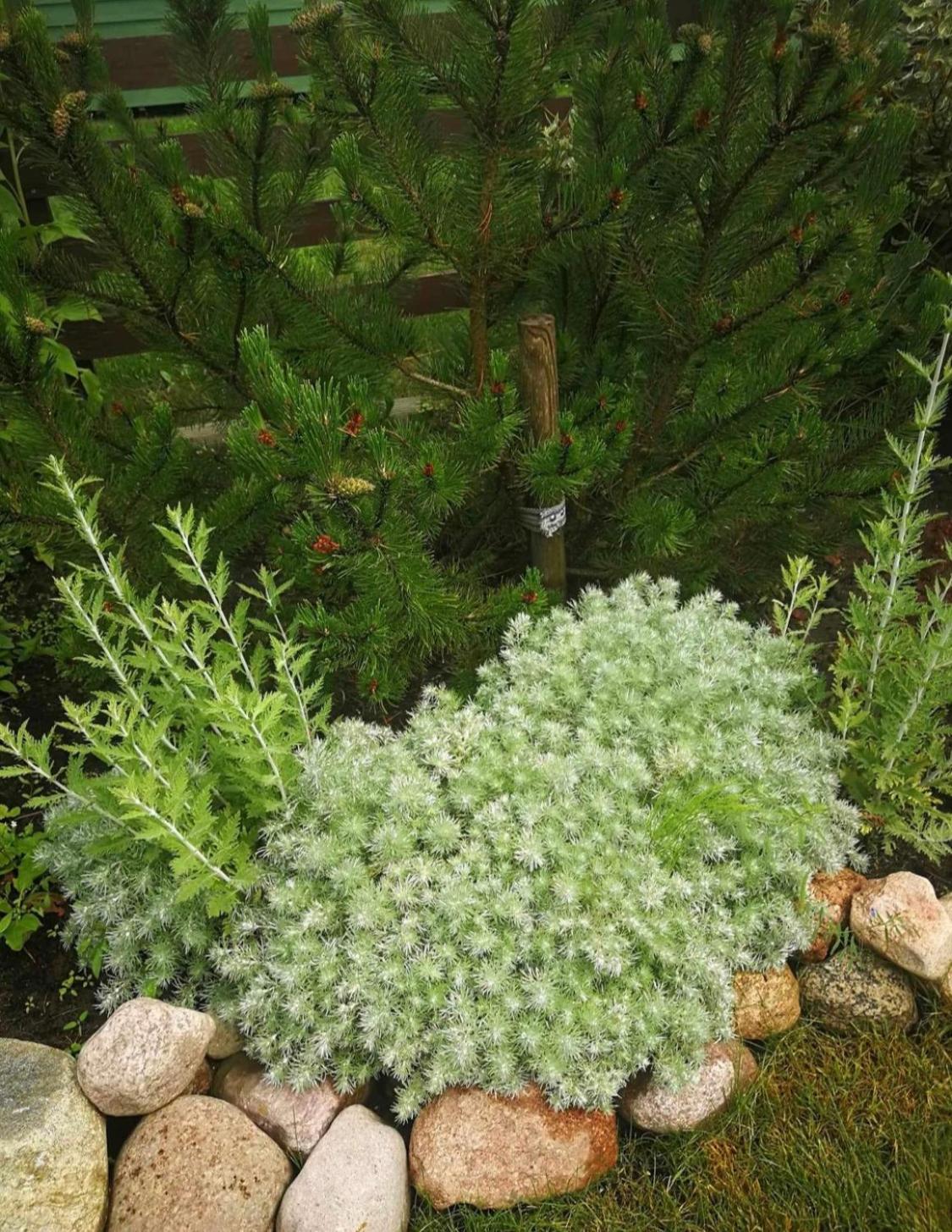 Dobilas Ir Jura بالانغا المظهر الخارجي الصورة