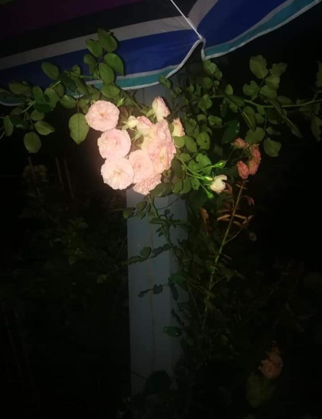 Dobilas Ir Jura بالانغا المظهر الخارجي الصورة